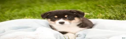 Welsh Corgi Pembroke dogs for sale: Zane - Ad 2