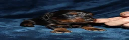 Miniature Dachshund dogs for sale: Kandi - Ad 3