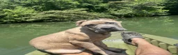 Cane Corso dogs for sale: Cane Corso 2 - Ad 46