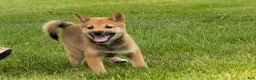 Shiba Inu dogs for sale: Jasper  - Ad 5