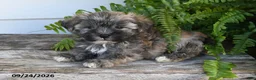 Morkie dogs for sale: Binky - Ad 5