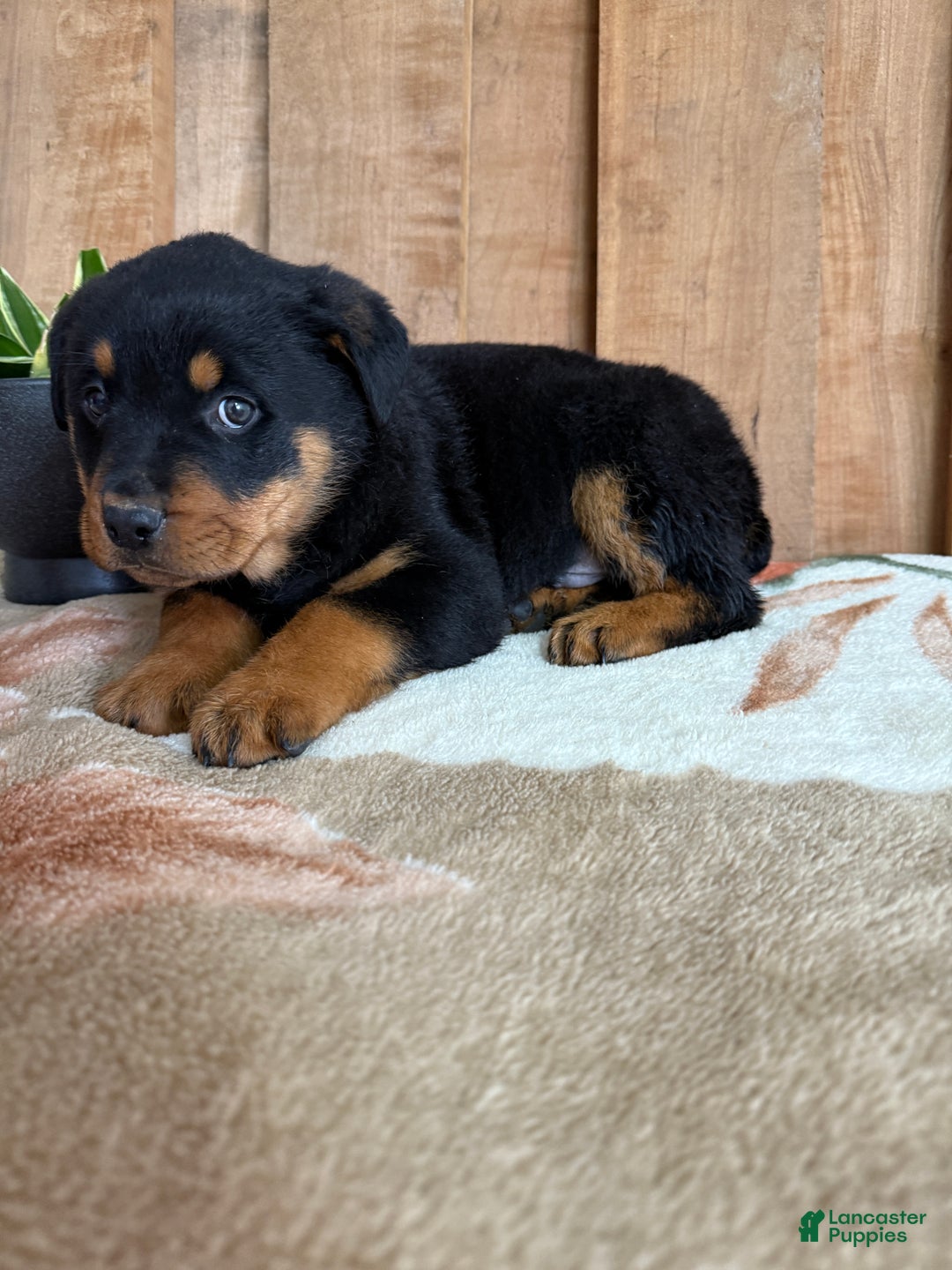 Rottweiler dogs for sale: Leo - Ad 8
