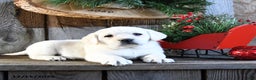 Labrador Retriever dogs for sale: Starlight - Ad 5