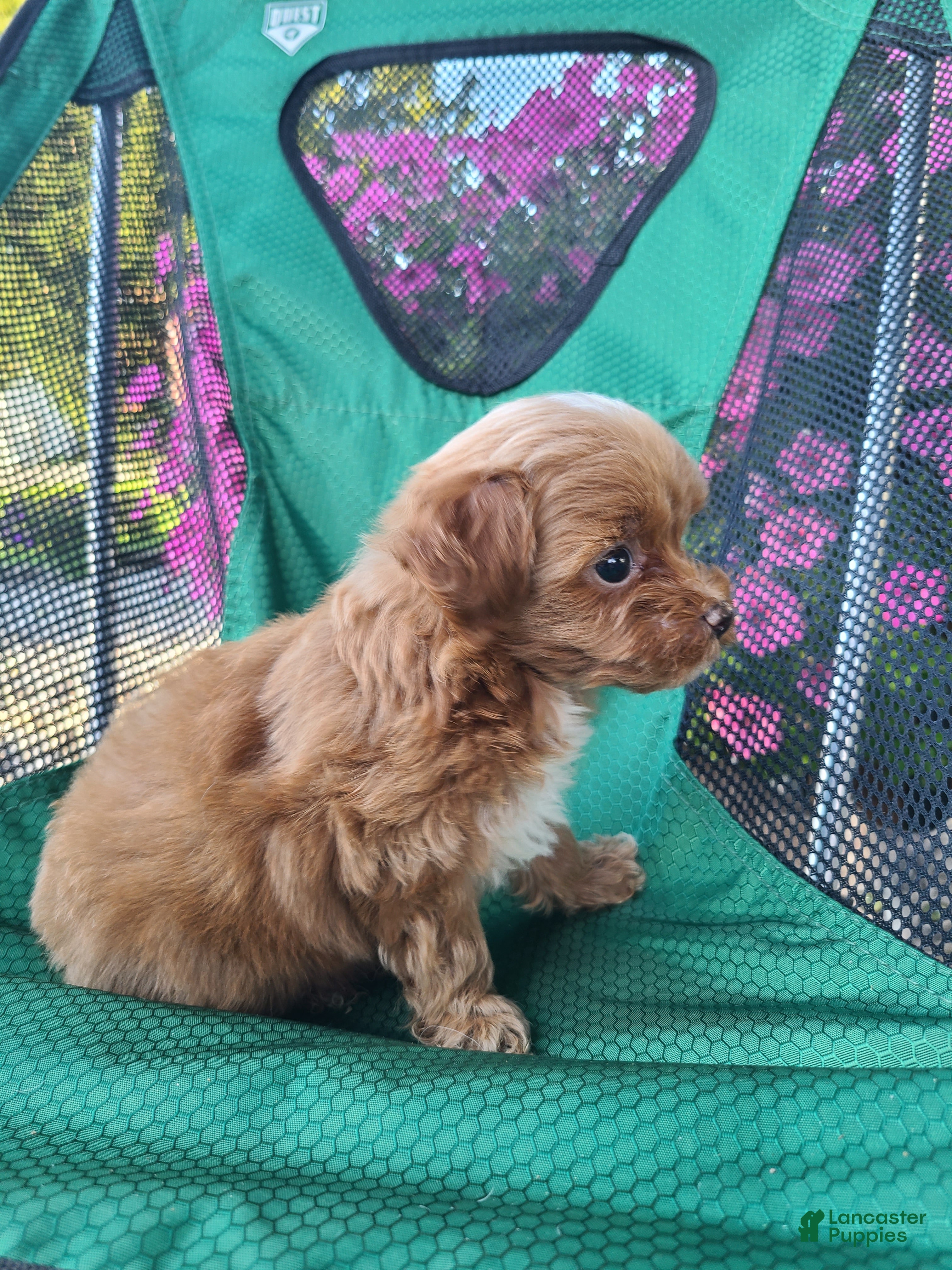 Lhasapoo dogs Cody - Ad 2