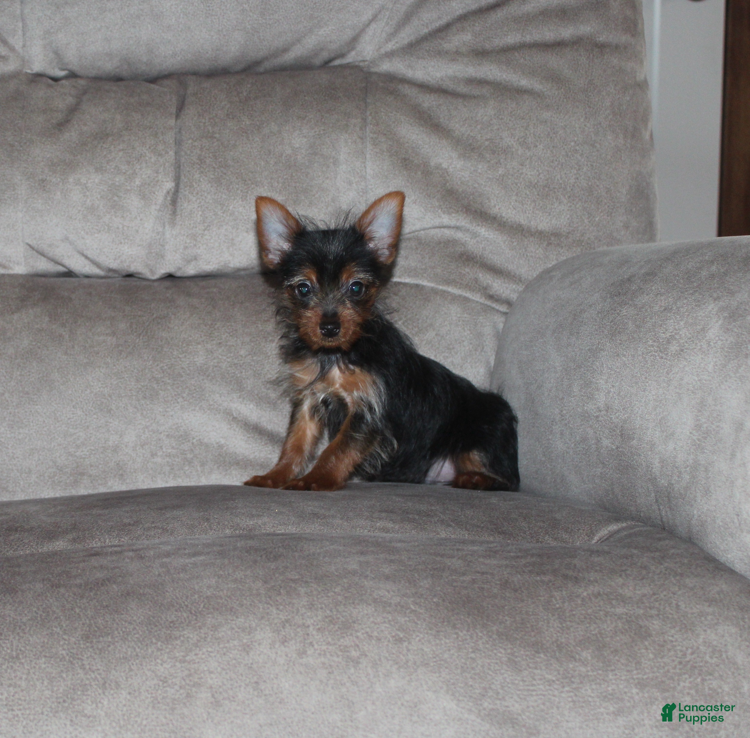 Yorkshire Terrier dogs Bimbo - Ad 1