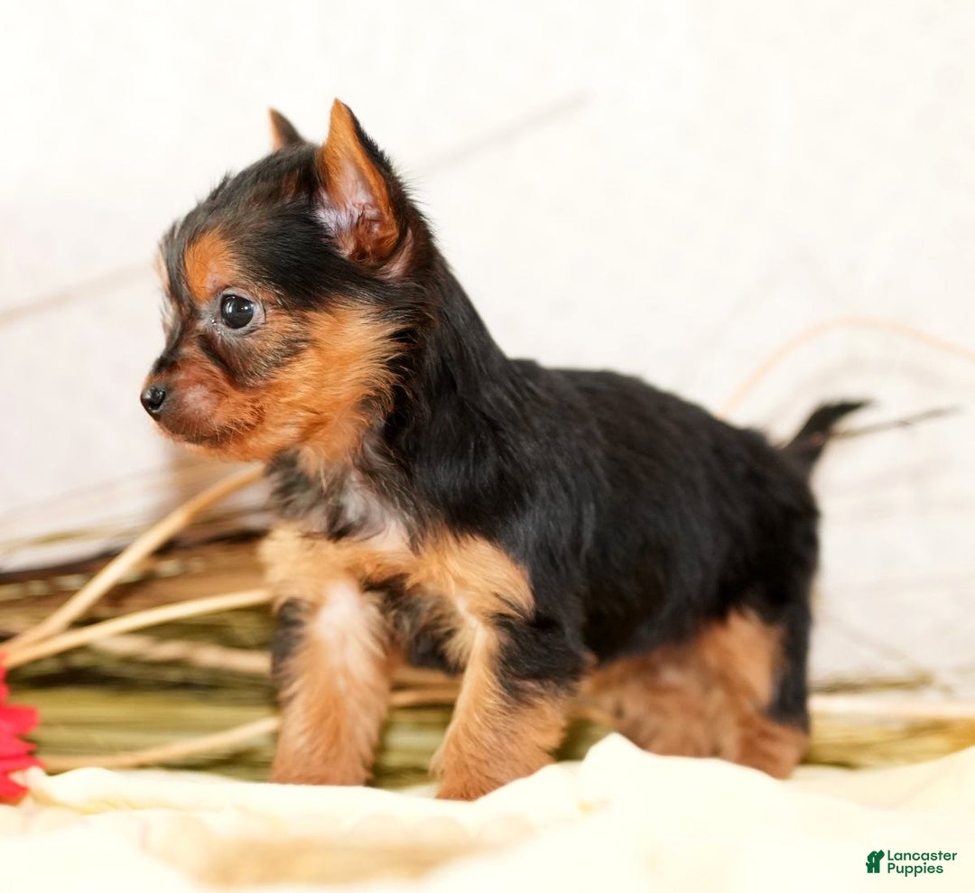 Morkie dogs for sale: Princess - Ad 4