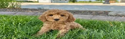 Cockapoo dogs for stud: Cockapoo 4 puppies - Ad 9