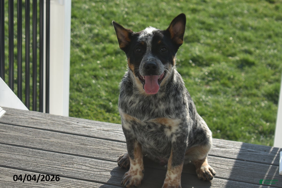 Australian Cattle Dog dogs Wrangler - Ad 1