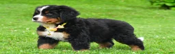 Bernese Mountain Dog dogs for sale: Neal - Ad 11