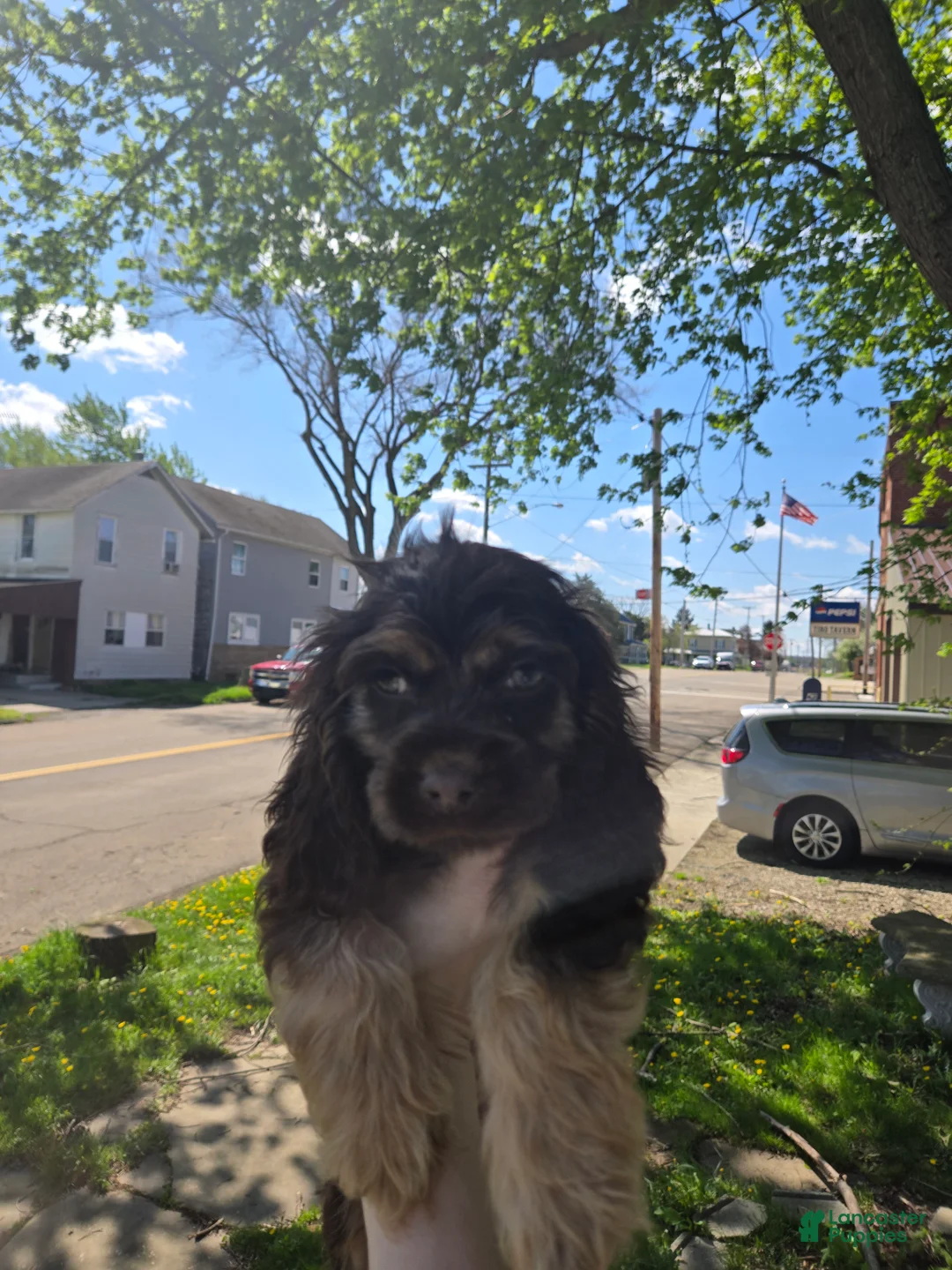 Cocker Spaniel dogs for sale: Teddy - Ad 2