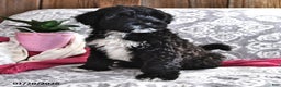 Portuguese Water Dog dogs for sale: Denny - Ad 3