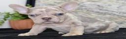 French Bulldog dogs for sale: Maxx - Ad 3