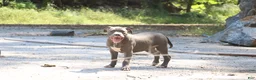 American Bully dogs for sale: Venus - Ad 3