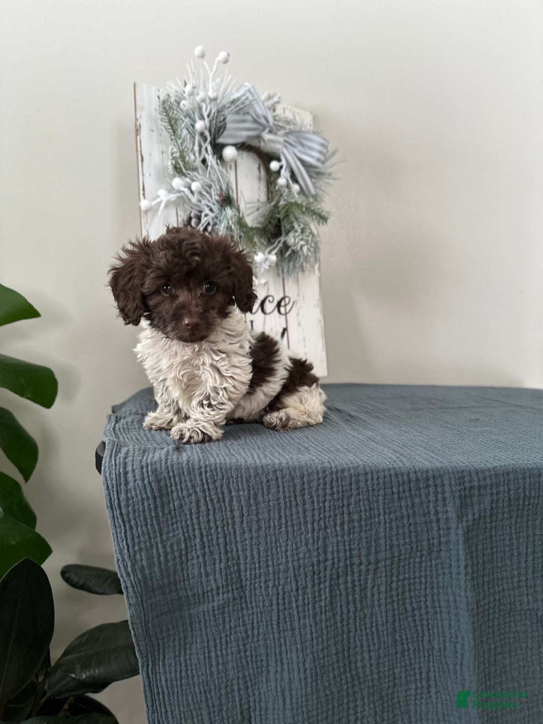 Mixed Breed dogs for sale: Ivy - Ad 7