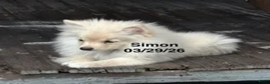 Simon