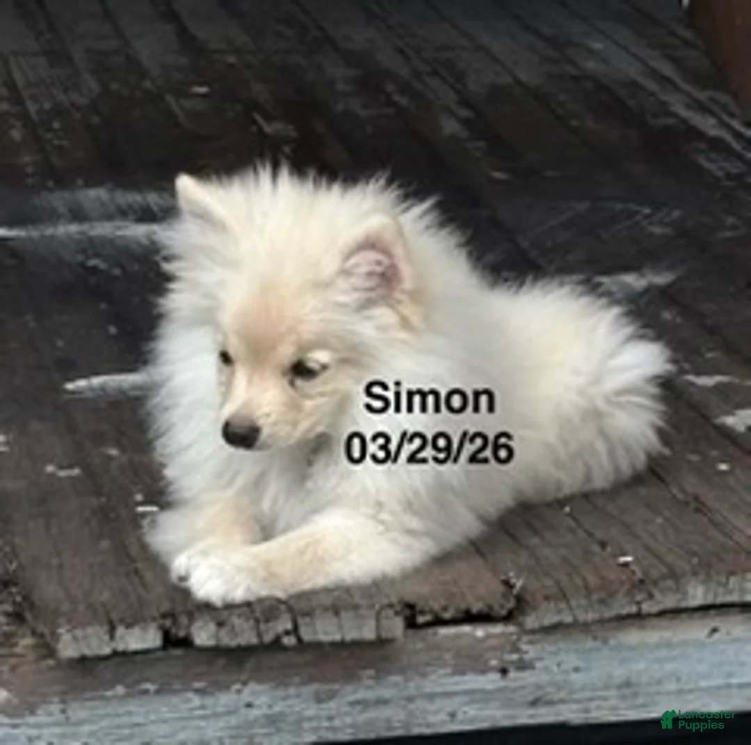 Pomeranian dogs for sale: Simon - Ad 1