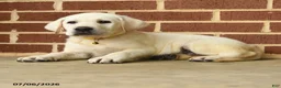 Labrador Retriever dogs for sale: Dodge  - Ad 2