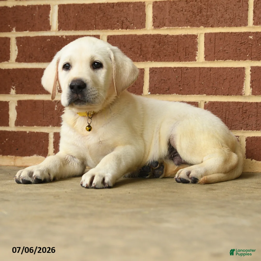 Labrador Retriever dogs for sale: Dodge  - Ad 2