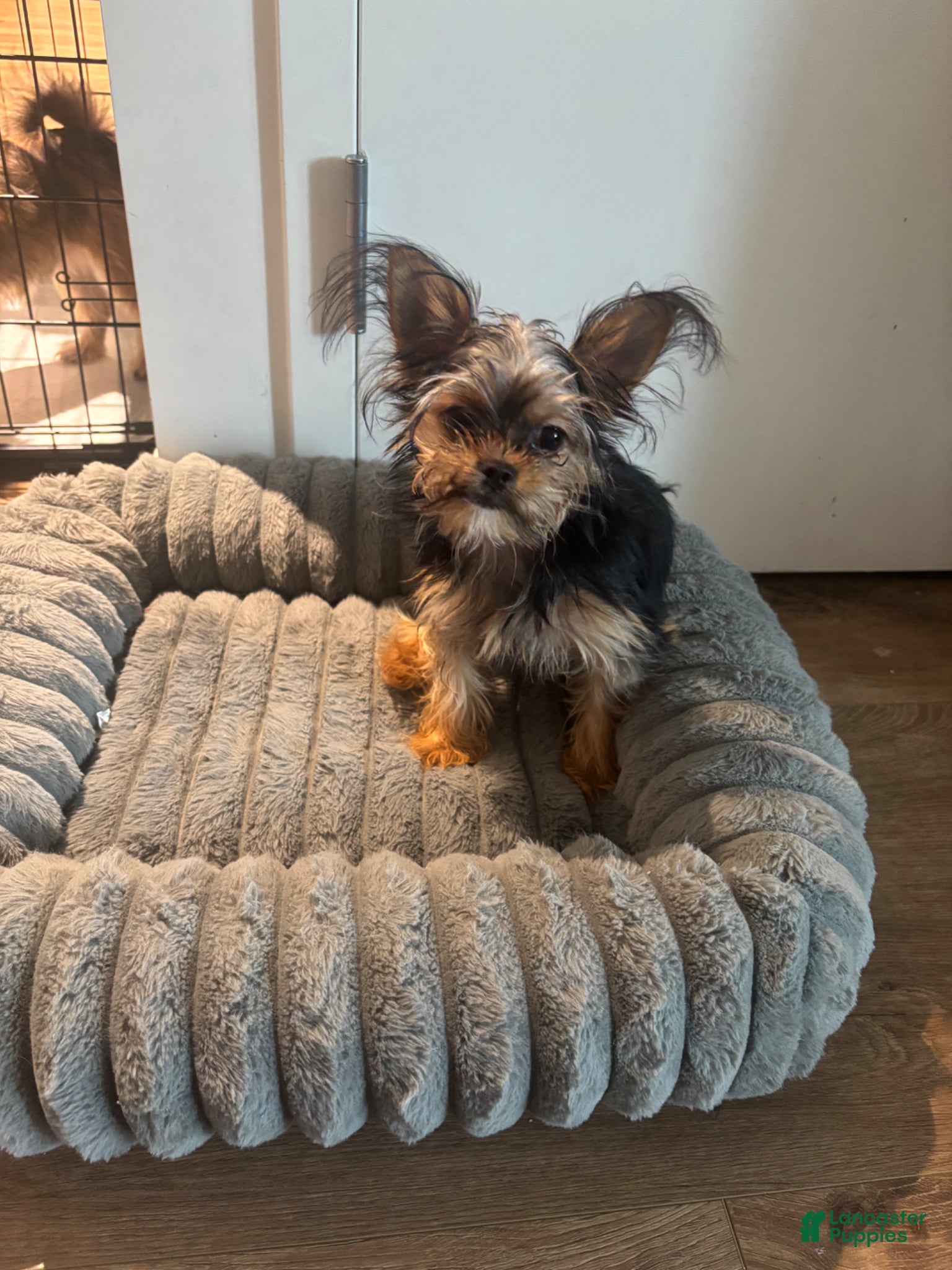 Shorkie dogs Lil girl - Ad 1