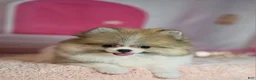 Pomeranian dogs for sale: Pomeranian 3 - Ad 3