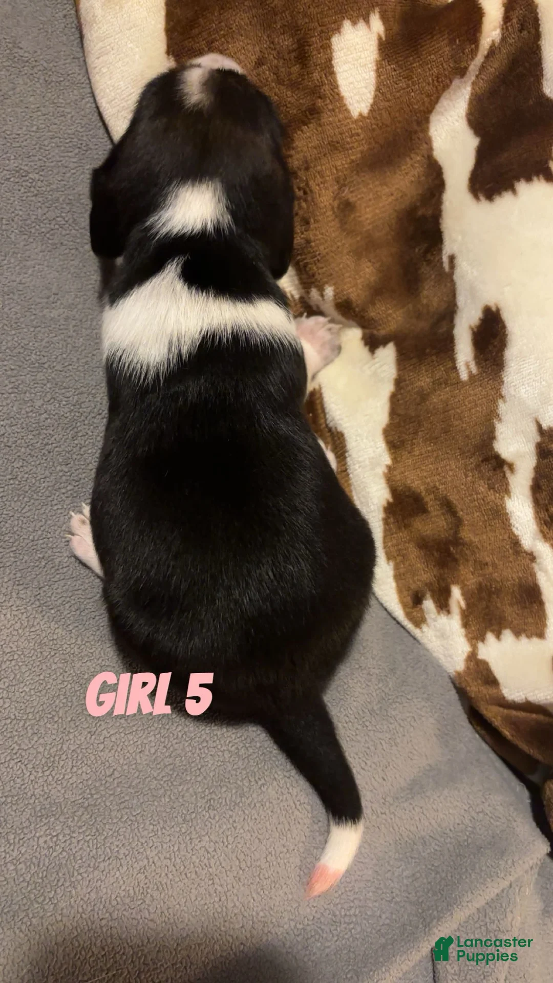 Beagle dogs for sale: Beagle 7 - Ad 2