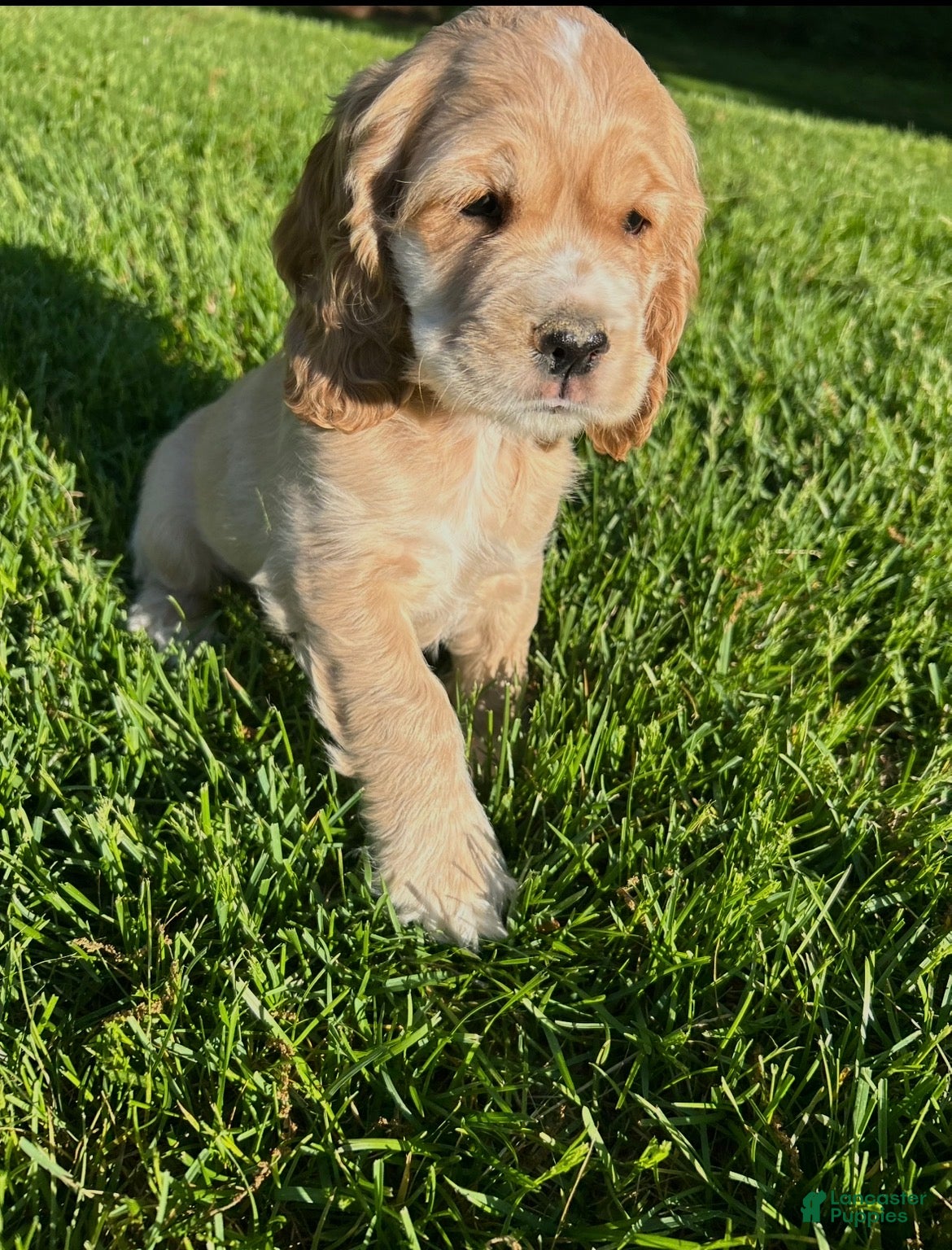 Cocker Spaniel dogs for sale: Gideon - Ad 1