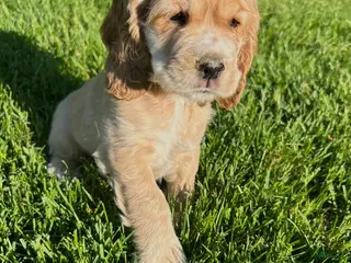 Cocker Spaniel dogs for sale: Gideon - Ad 1