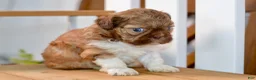 Shih Tzu dogs for sale: Brett - Ad 2