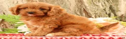 Cavapoo dogs for sale: Jody - Ad 3