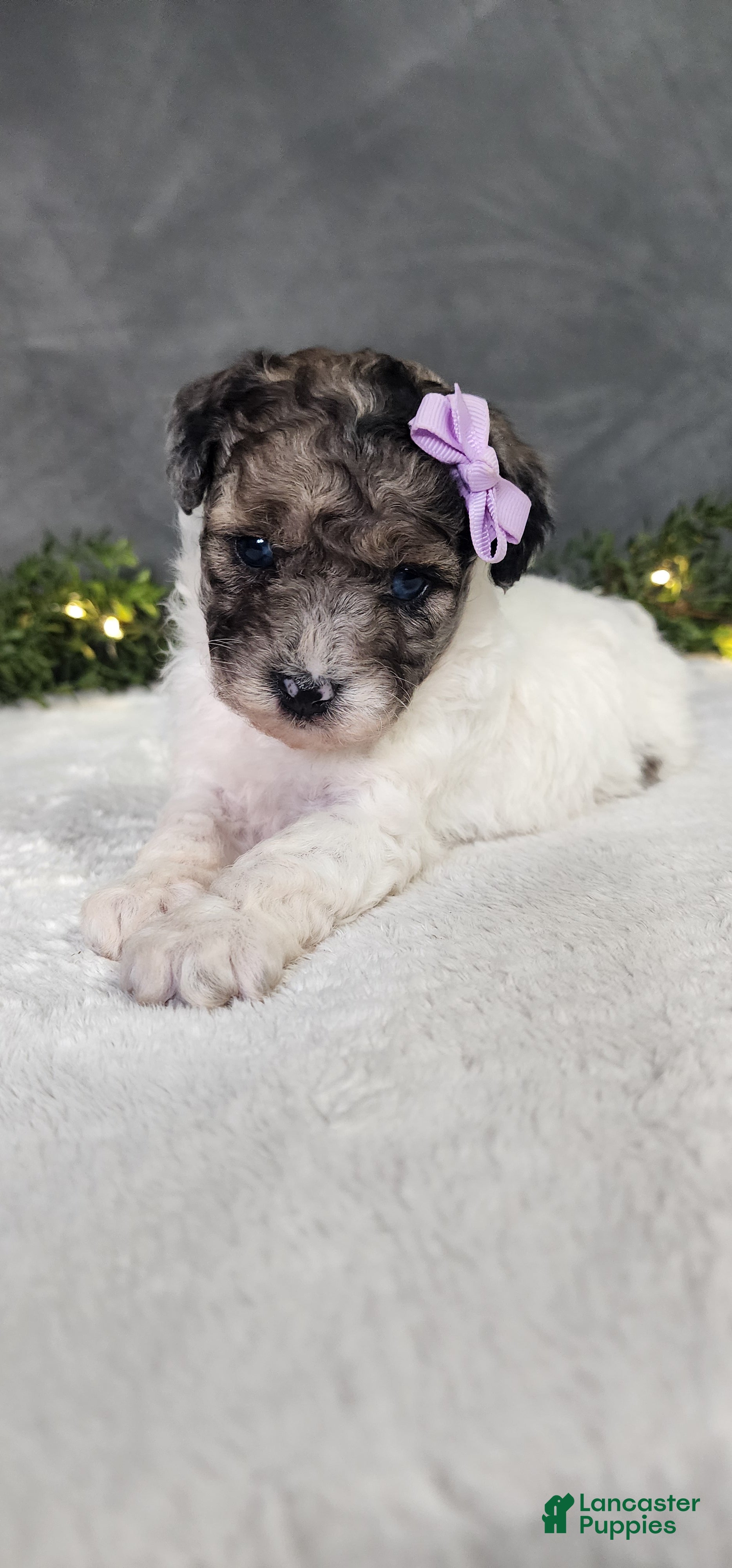 Miniature Poodle dogs Sadie - Ad 2