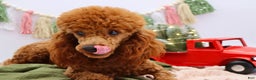 Miniature Poodle dogs for sale: Marshall - Ad 4