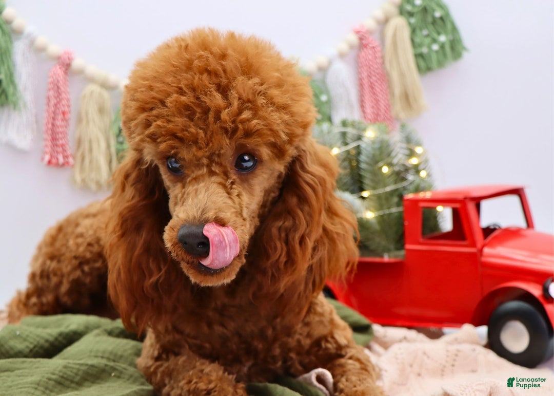 Miniature Poodle dogs for sale: Marshall - Ad 4
