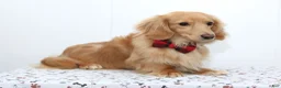 Miniature Dachshund dogs for sale: Marley - Ad 10