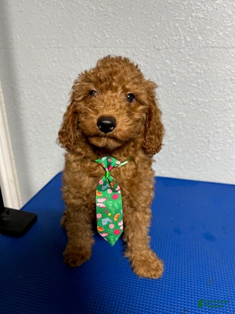 Mini Goldendoodle dogs Kobe - Ad 2