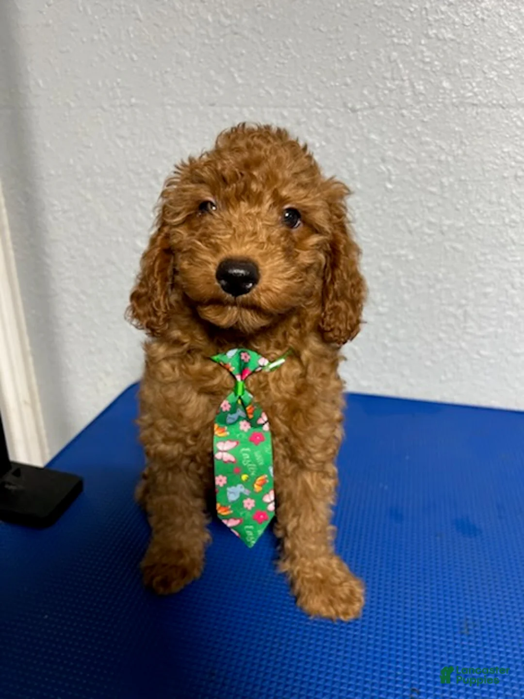 Mini Goldendoodle dogs for sale: Kobe - Ad 2