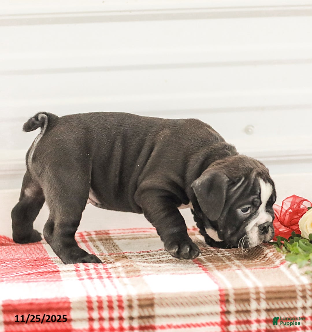 English Bulldog dogs for sale: Randy - Ad 7