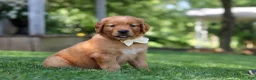 Golden Retriever dogs for sale: Ollie - Ad 5