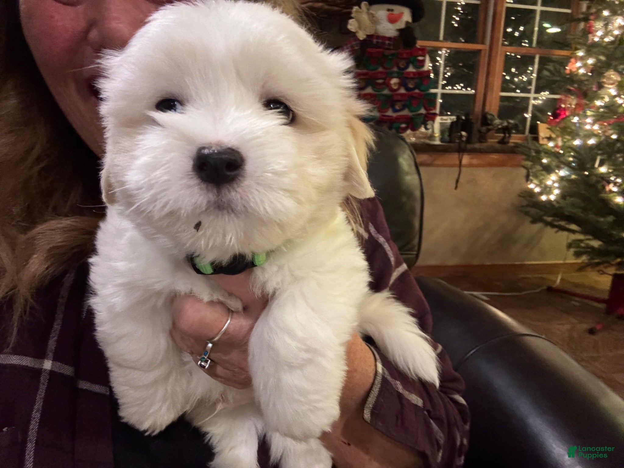 Coton De Tulear dogs Coton De Tulear 6 Gucci - Ad 1
