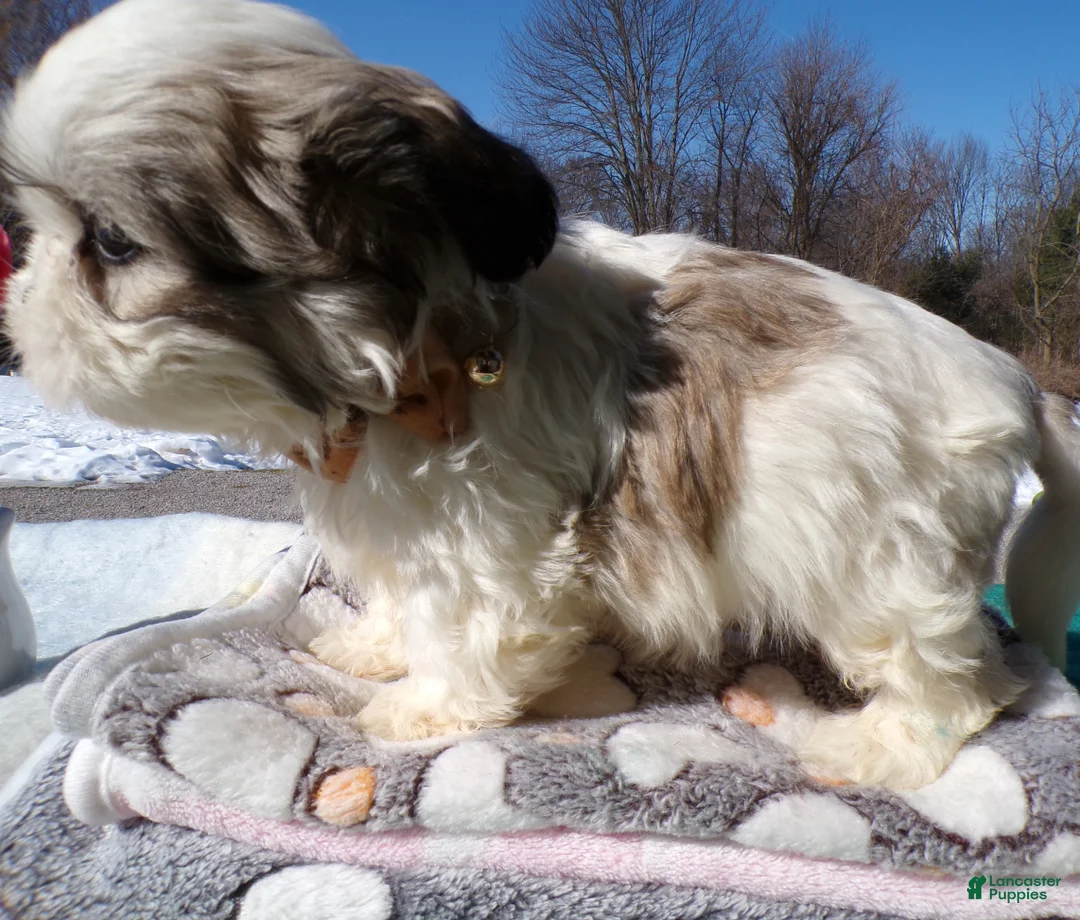 Shih Tzu dogs for sale: Shih Tzu Puppy 3 Luis - Ad 4