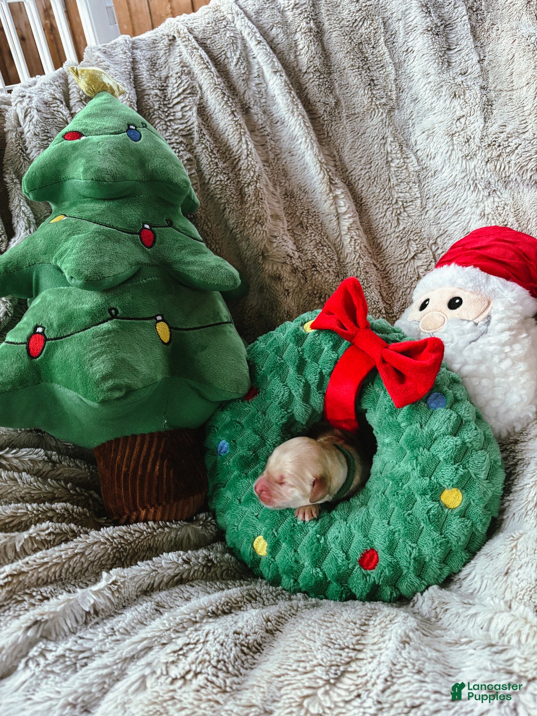 Goldendoodle dogs for sale: Nevada - Ad 8