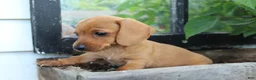 Miniature Dachshund dogs for sale: Miniature Dachshund 2 - Ad 2