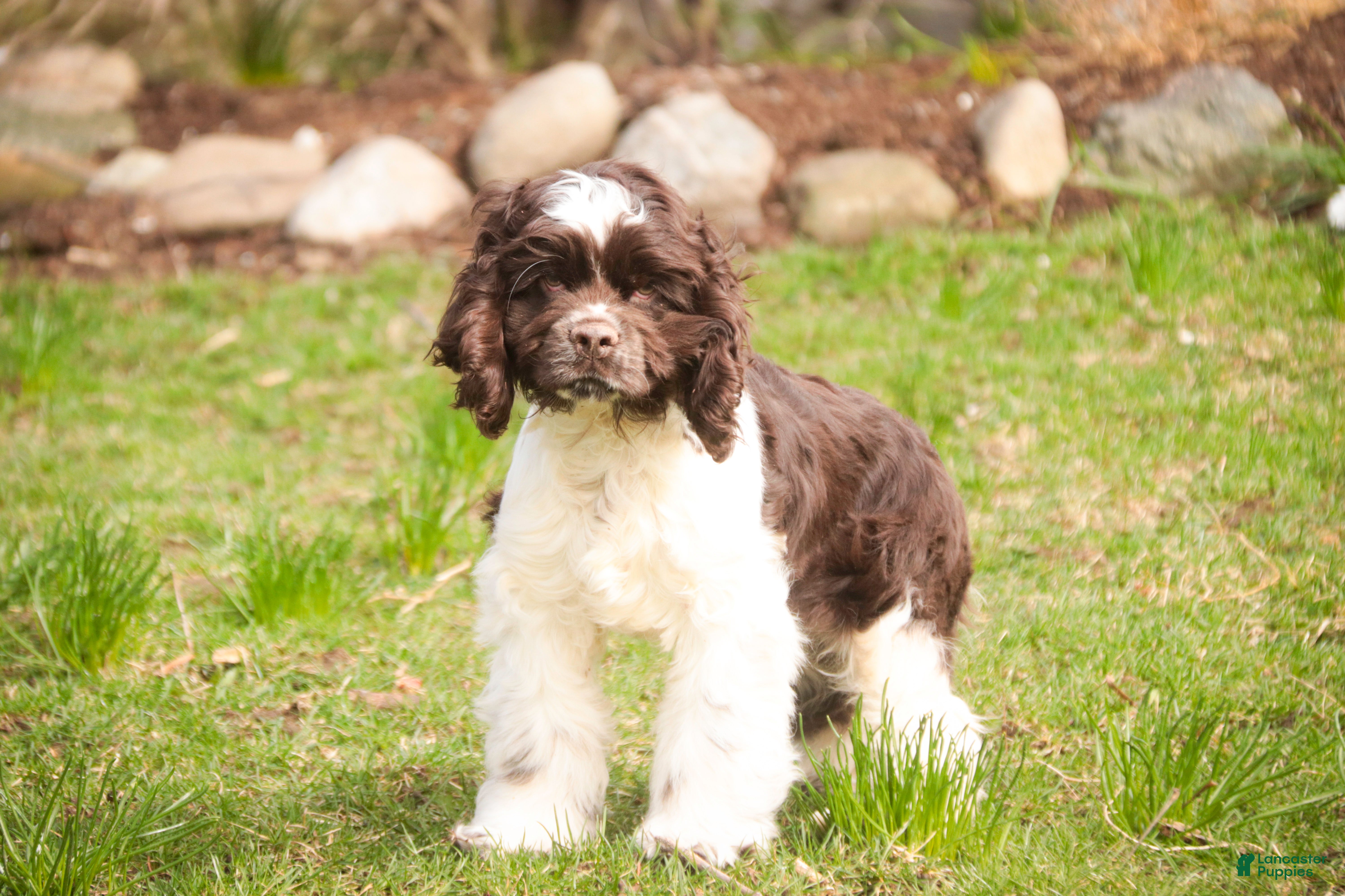 Cocker Spaniel dogs Gilbert - Ad 1