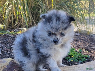 Pomeranian dogs - Ad 40