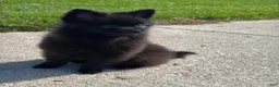 Pomeranian dogs for sale: Nala - Ad 7