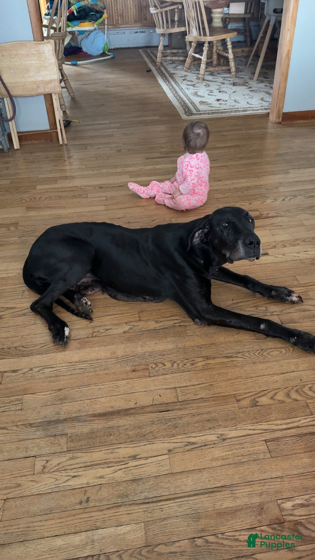 Great Dane dogs for sale: Great Dane adult  - Ad 3