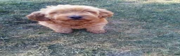 Mini Goldendoodle dogs for sale: Bentley - Ad 7
