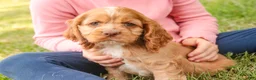 Cocker Spaniel dogs for sale: Alexa Cocker Spaniel  - Ad 9