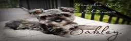 Miniature Schnauzer dogs for sale: Akc Oakley - Ad 1