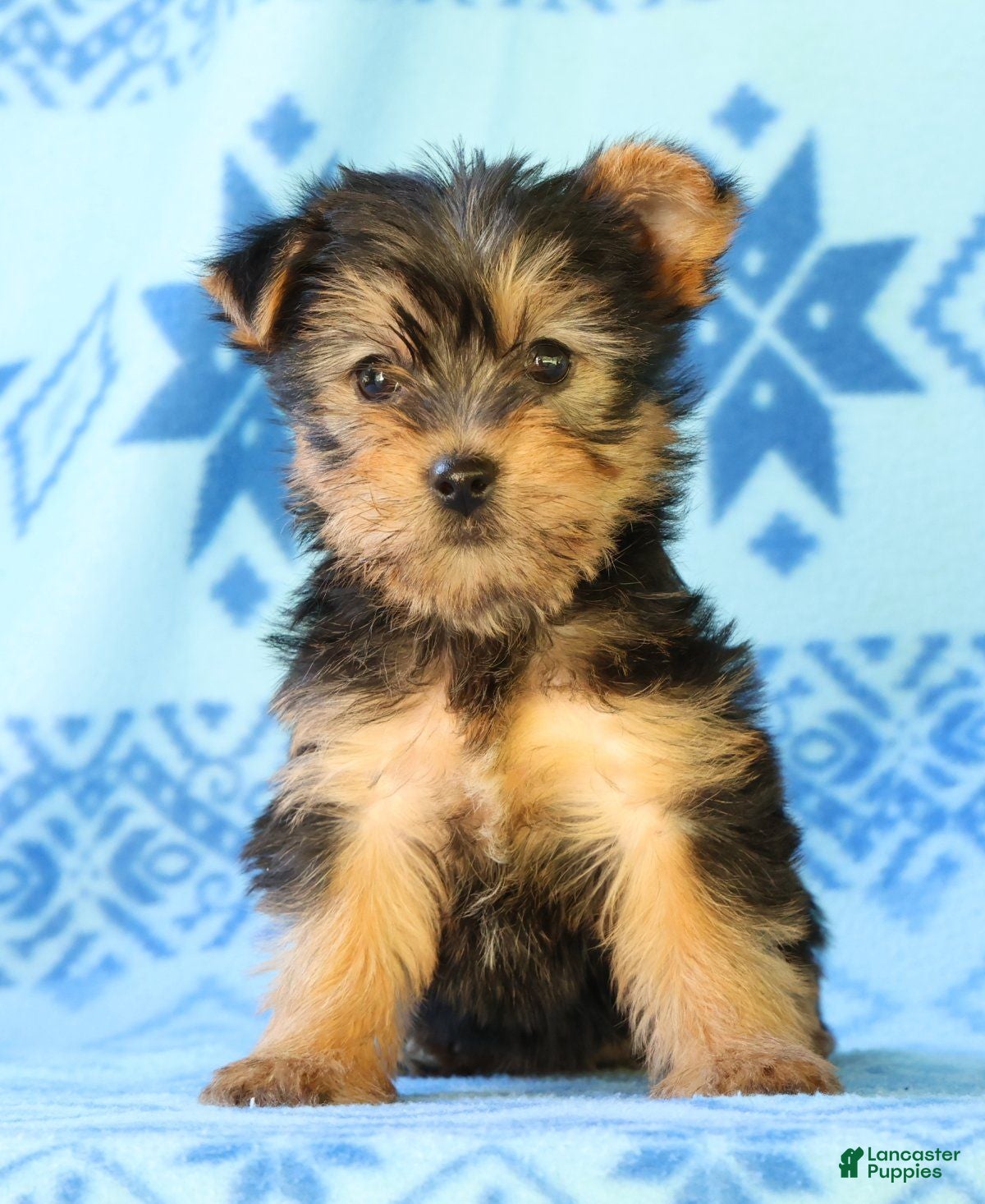 Yorkshire Terrier dogs Darcy - Ad 2