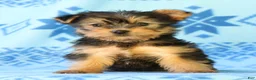 Yorkshire Terrier dogs for sale: Darcy - Ad 2